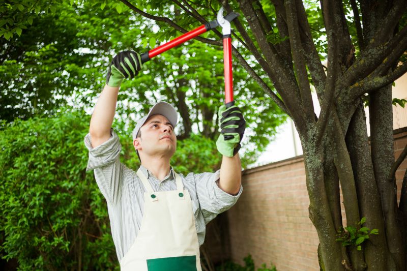 Apple Tree Trimming