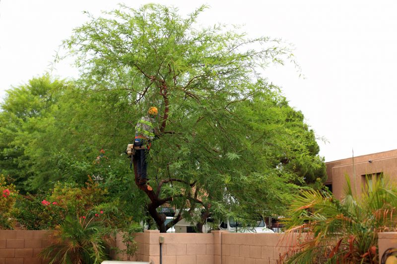 Commercial Tree Service