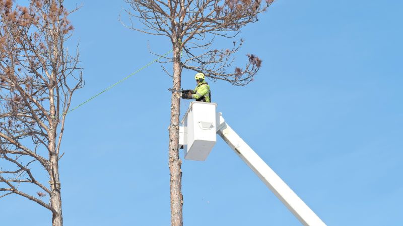 Emergency Tree Service Crew