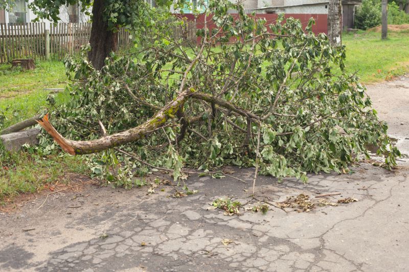 Fallen Tree Near a Driveway