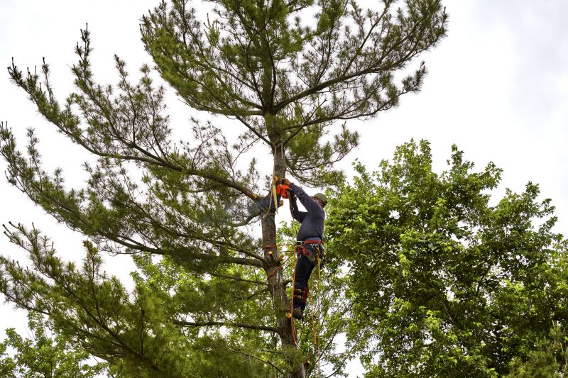 Arborist Performing Crown Thinning