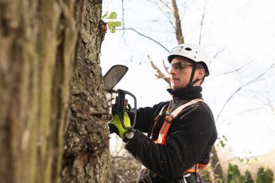Tree Pruning by Expert