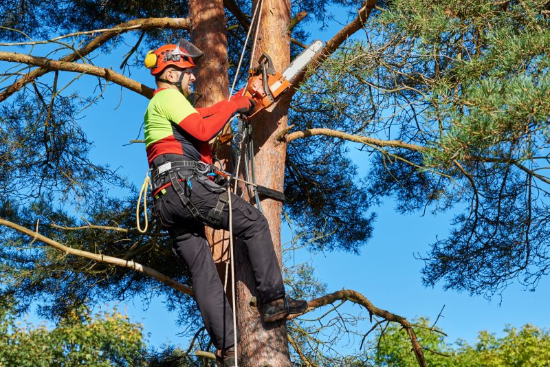 Tree Shaping and Maintenance