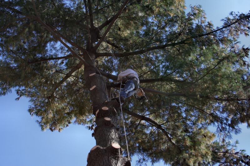 Commercial Tree Services
