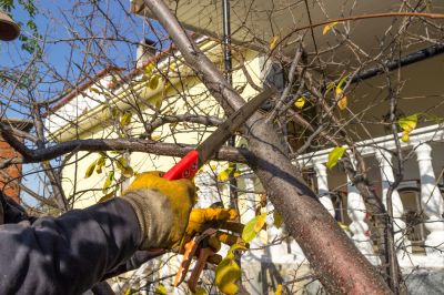 Residential Tree Care