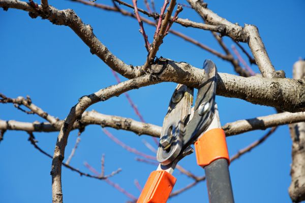 Residential Tree Service in Dayton