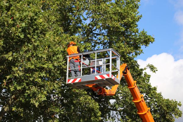 Commercial Tree Service in Dayton