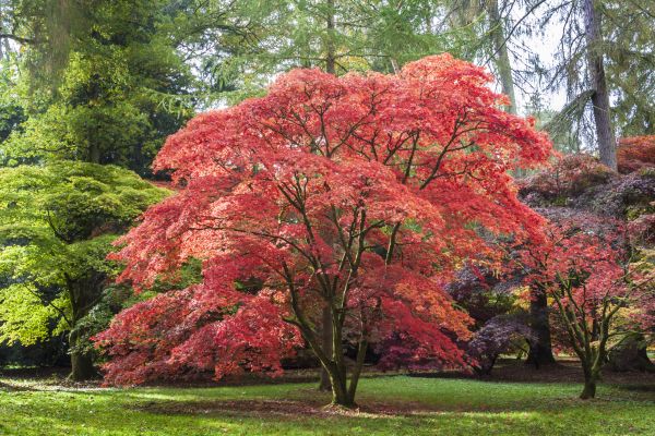 Japanese Maple Pruning in Dayton